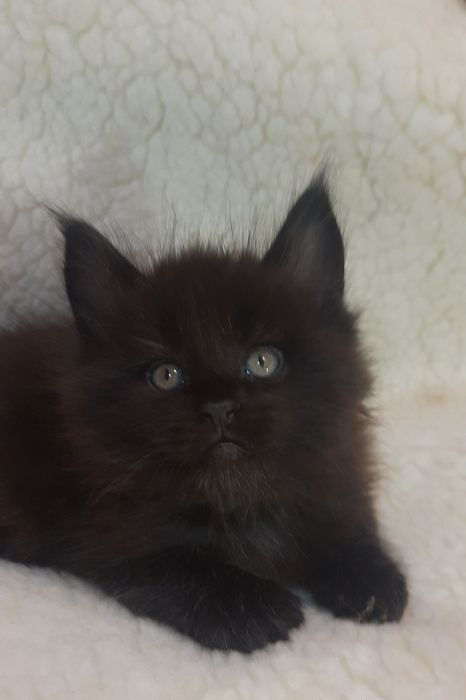 Кошенята Велетні Мейн-кун