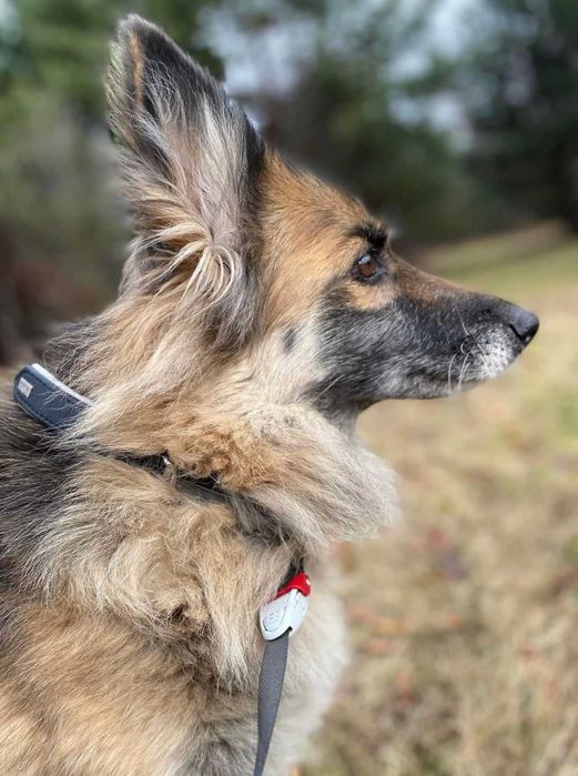 Karinka: psia dama czeka na dom, w którym znajdzie bezwarunkową miłość