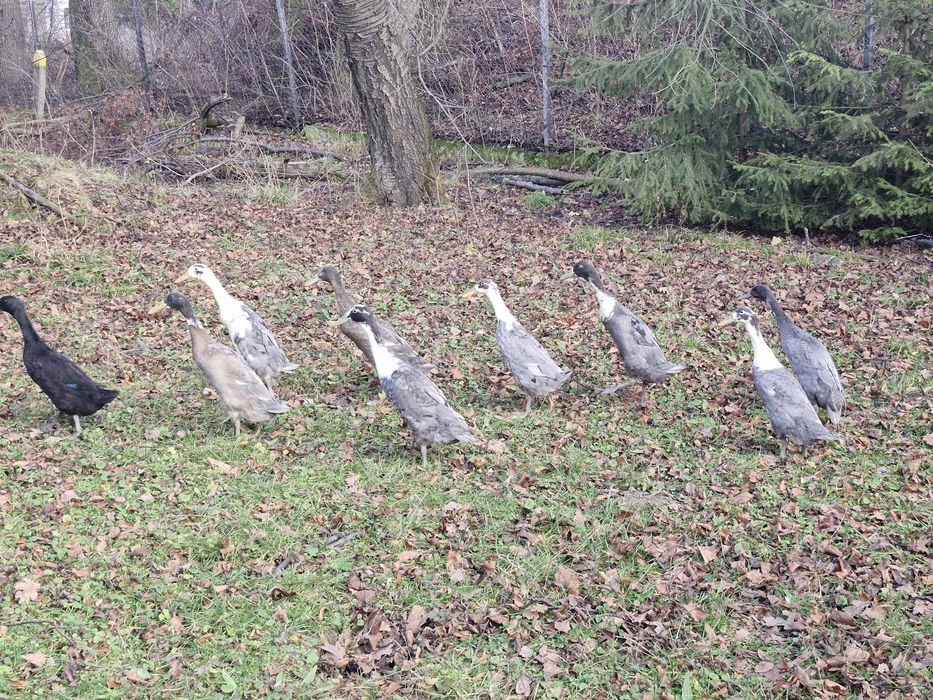 Sprzedam kaczki biegusy