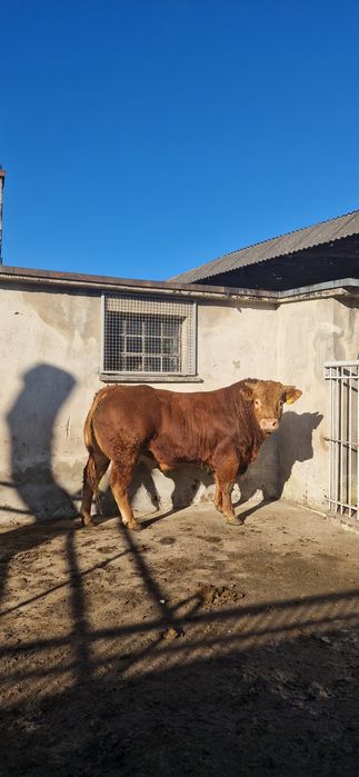 Buhaje rozpłodowe limousine