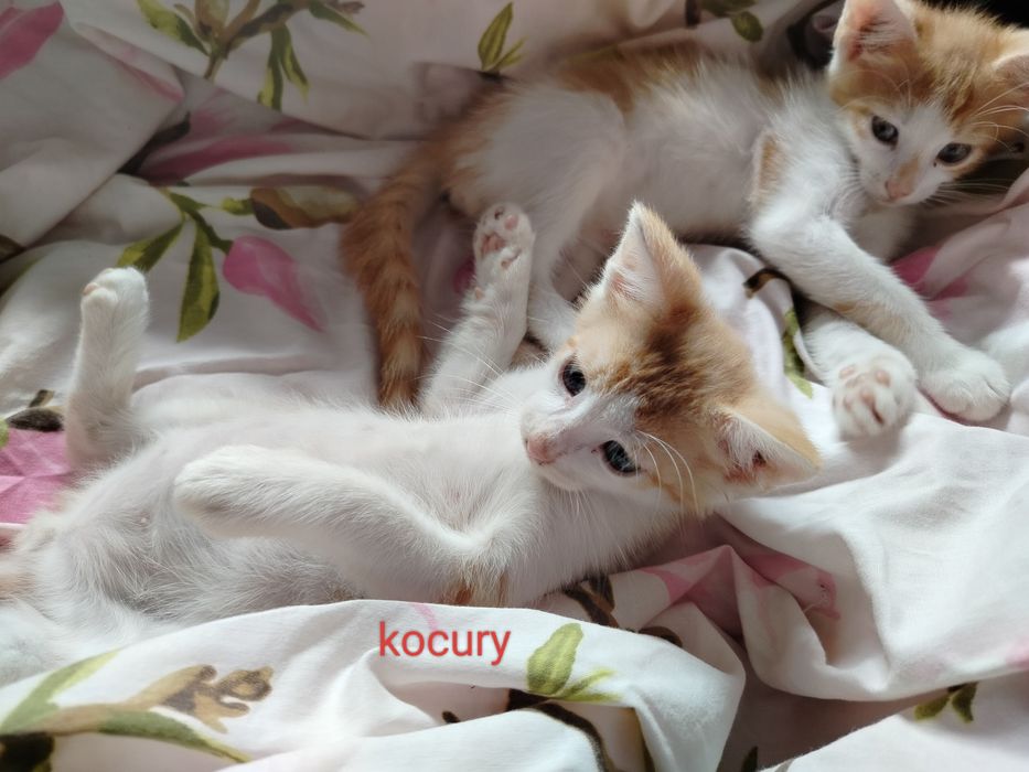 Odam koty w dobre ręce