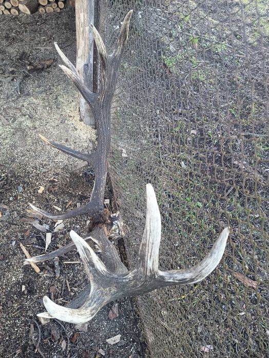 Продам трофейні Роги Оленя