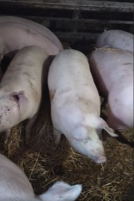 Продам свиней м'ясного напрямку  живою вагою (трьохпородний гібрид)
Се