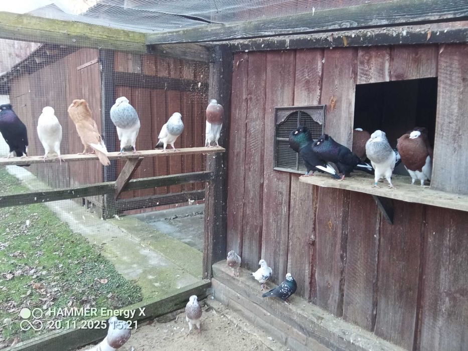 Garłacz Górnoślaski