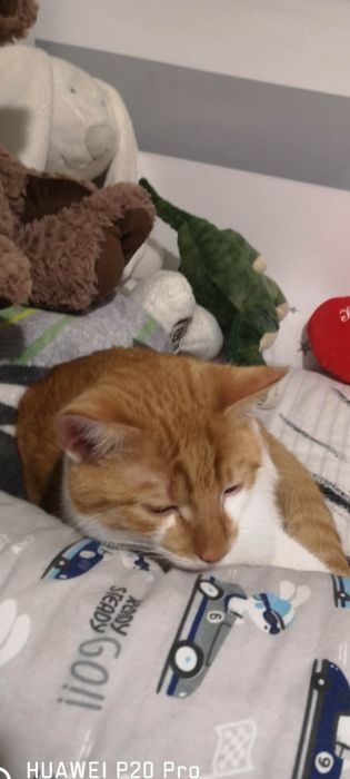 Oddam kota rudo biały