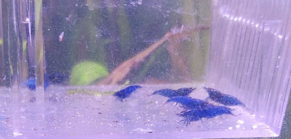 Neocaridinas/Caridinas