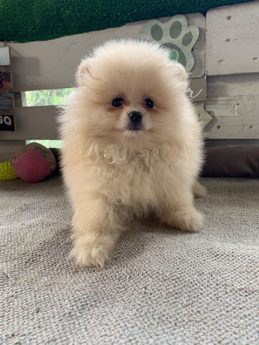 Spitz anão Macho
