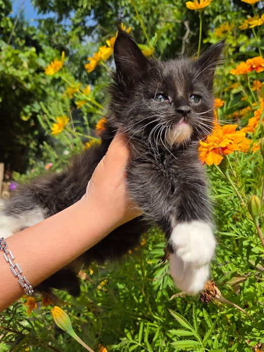 Котята мейн-кун в продаже