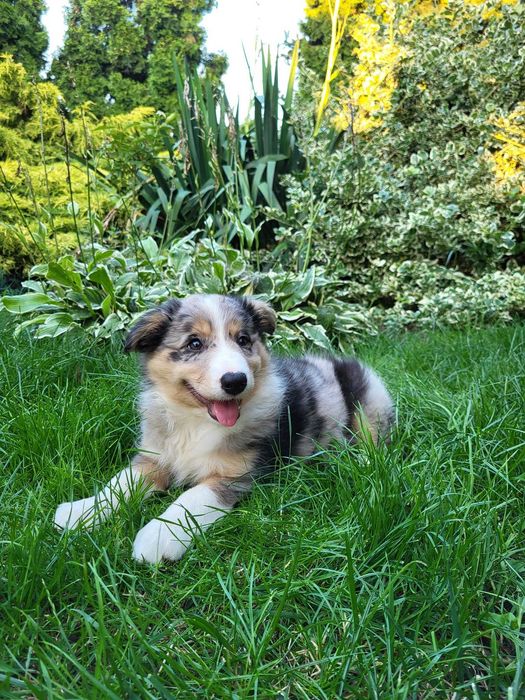 Szczeniak Border Collie suczka