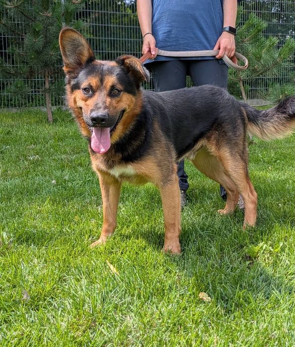 Tomsen wielkouchy psiak do adopcji