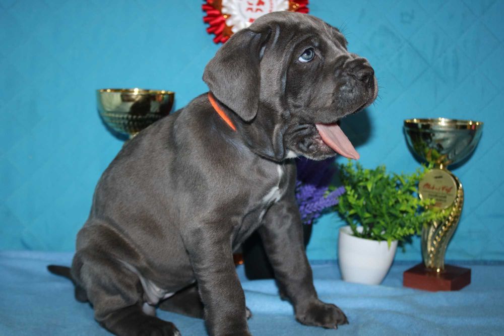 Породнi мiцнi Кане Корсо