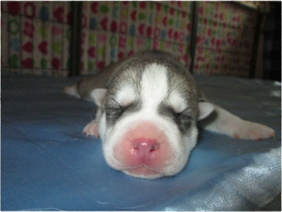 Macho Cinzento e Branco Husky Siberiano