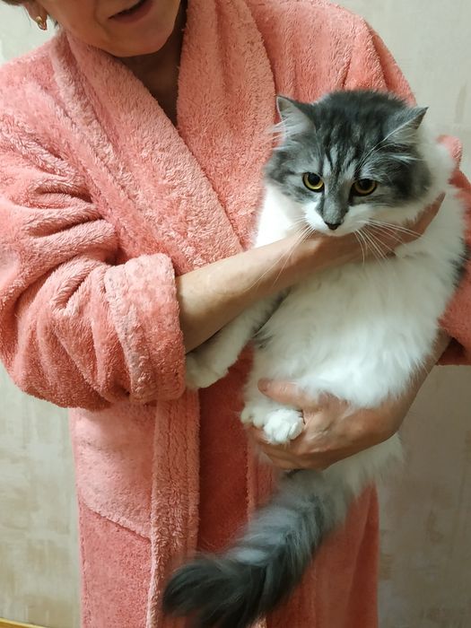 Кошечка шукає люблячу родиру