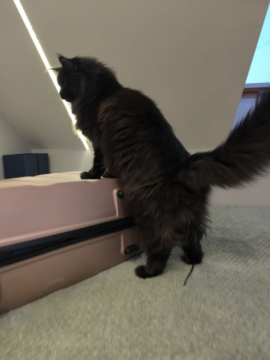 Kotka Maine coon czarny solid