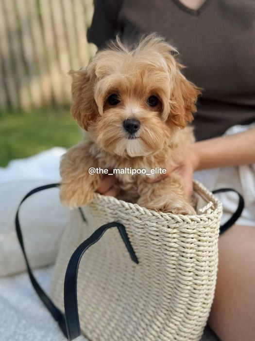 Хлопичк міні мальтіпу ф1