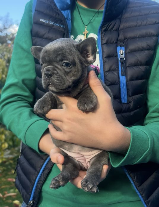 Голубі французький бульдог