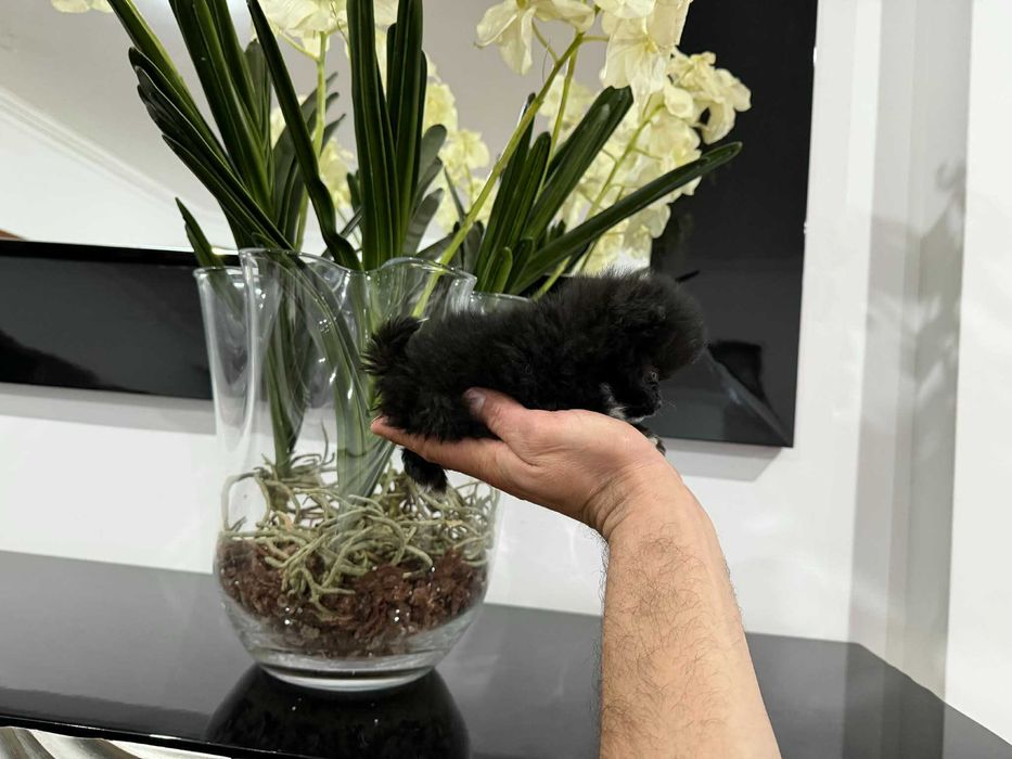 Spitz Alemão Anão/ Lulu da Pomerânia  TEA CUP MACHO PRETO  LOP E AFIXO