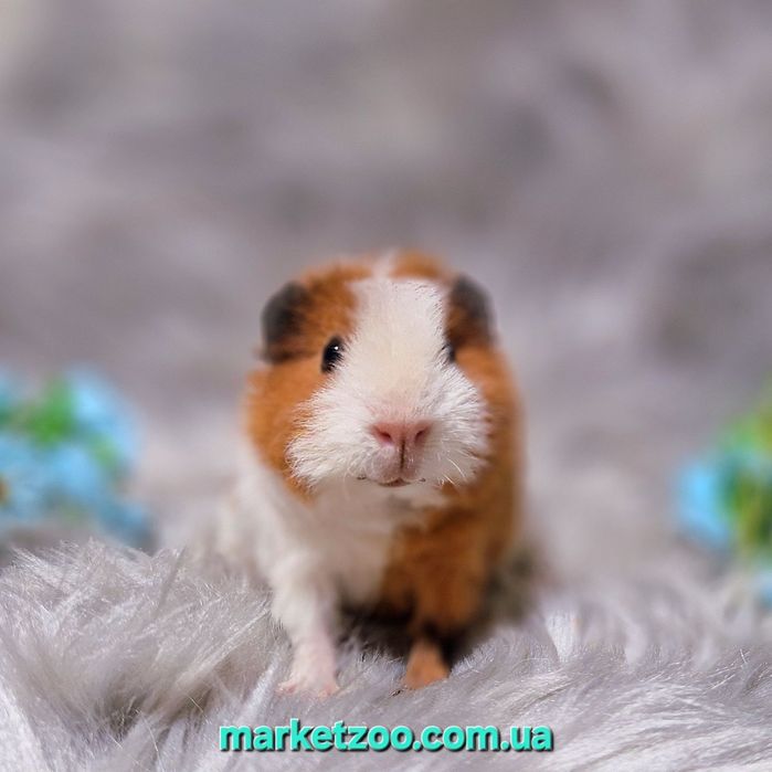 Унікальний біло-рудий хлопчик тедді – ваш майбутній фаворит!