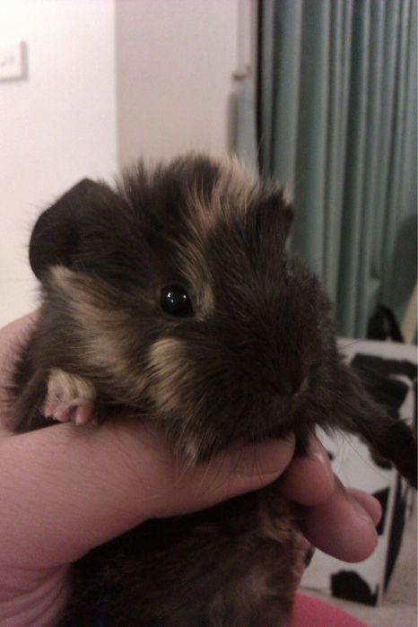 Морские свинки разных окрасов