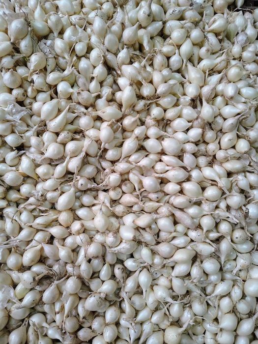 Цибуля сіянка тиканка Радар, Штуттгарт, Стурон, Чеботарський, Сноубол,