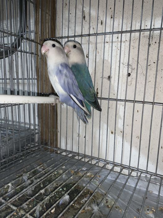 Casal de Agapornis Violeta Turquesa