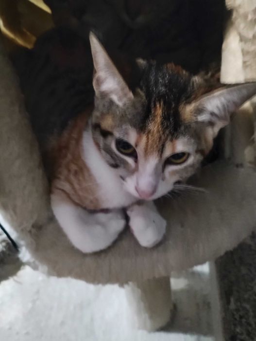 Gatinhos para adoção