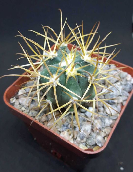 Кактуси і насіння