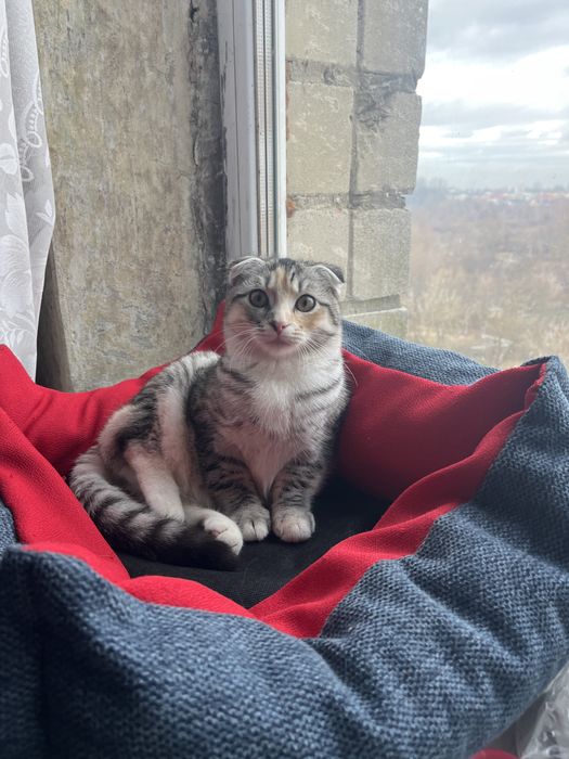 Весловуша кішка Мія