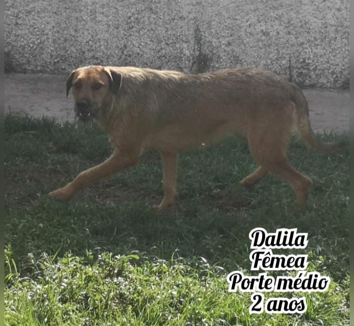 Cadela Porte Médio Para Adoção (Dalila)