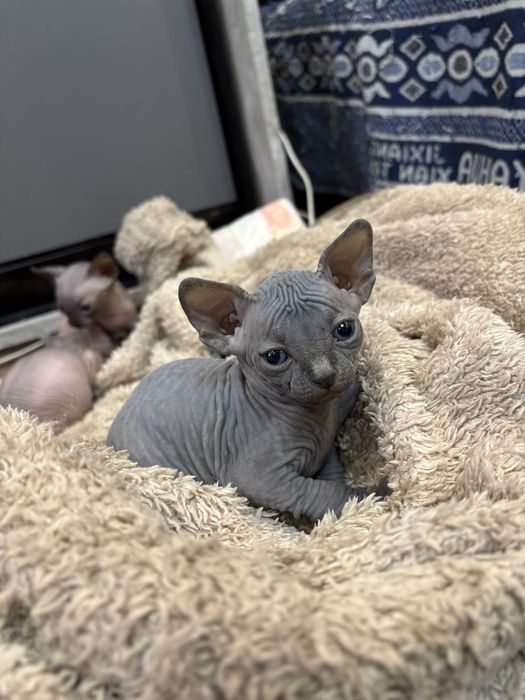 Канадский сфинкс