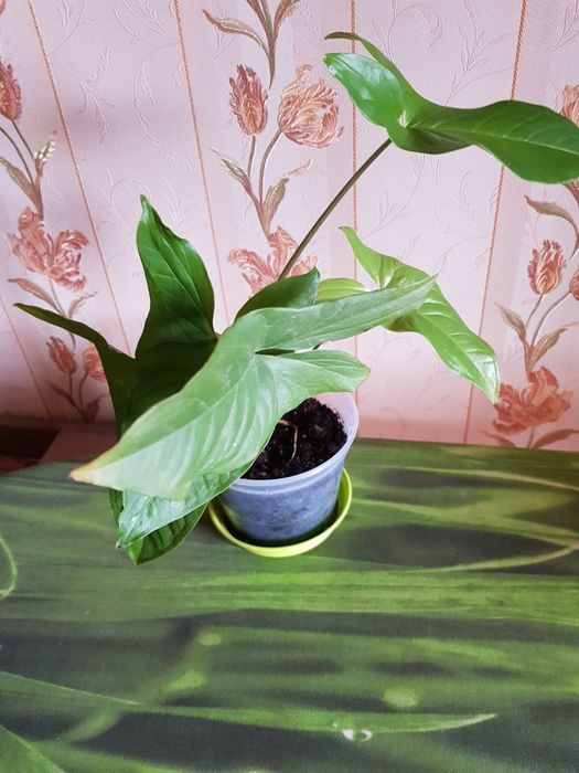 Сингониум ножколистный