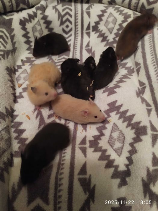 Хомяки , джунгарские хомяки