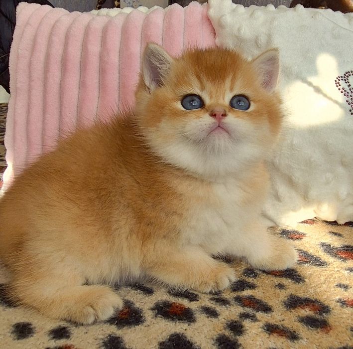 Золоті красунчики хлопчики дівчатка