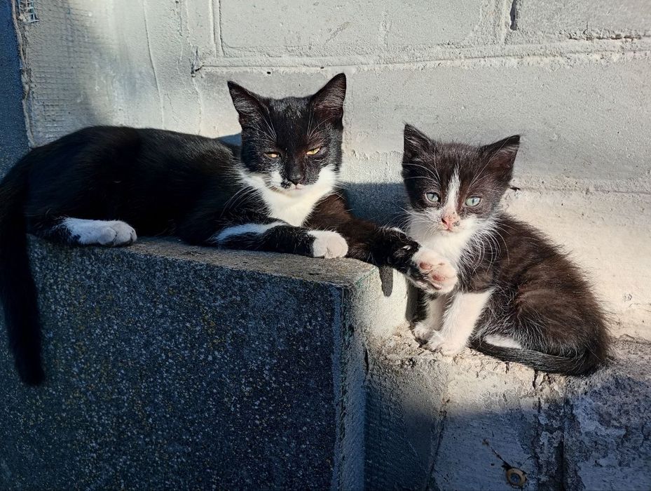 Кошенятка  в дбайливі руки