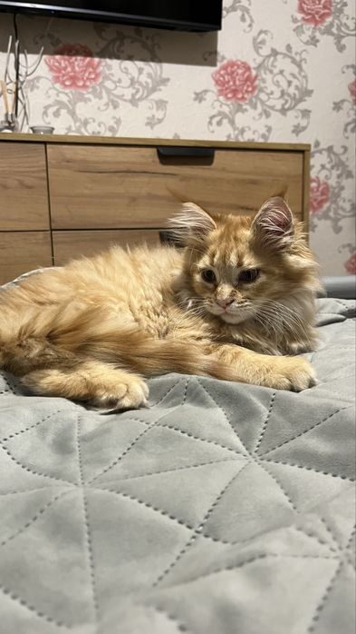 Красная рыжая Девочка мейн-кун