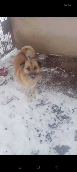 Piesek do adopcji
