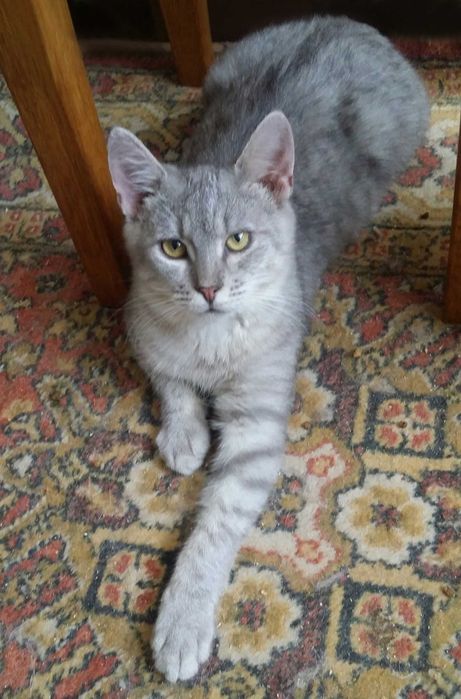 Унікальний Марті - метис Димчастої Австралійської кішки