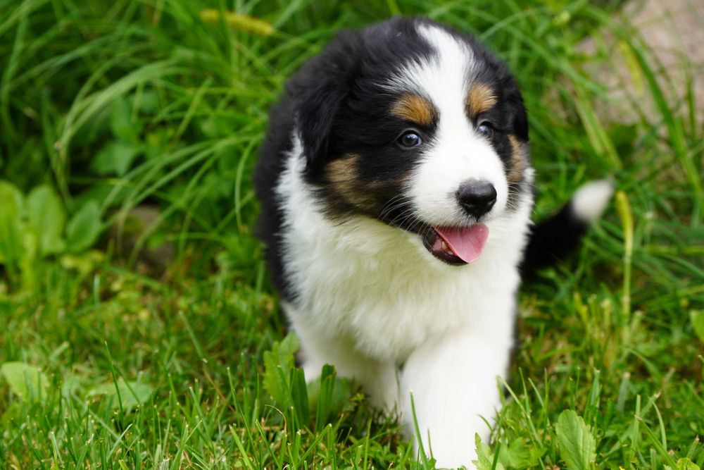 Border Collie piesek trikolor