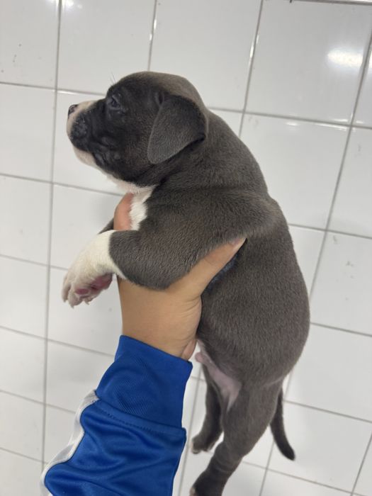 American Bully Pocket