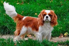 Ищем жениха Кинг Чарльз спаниель