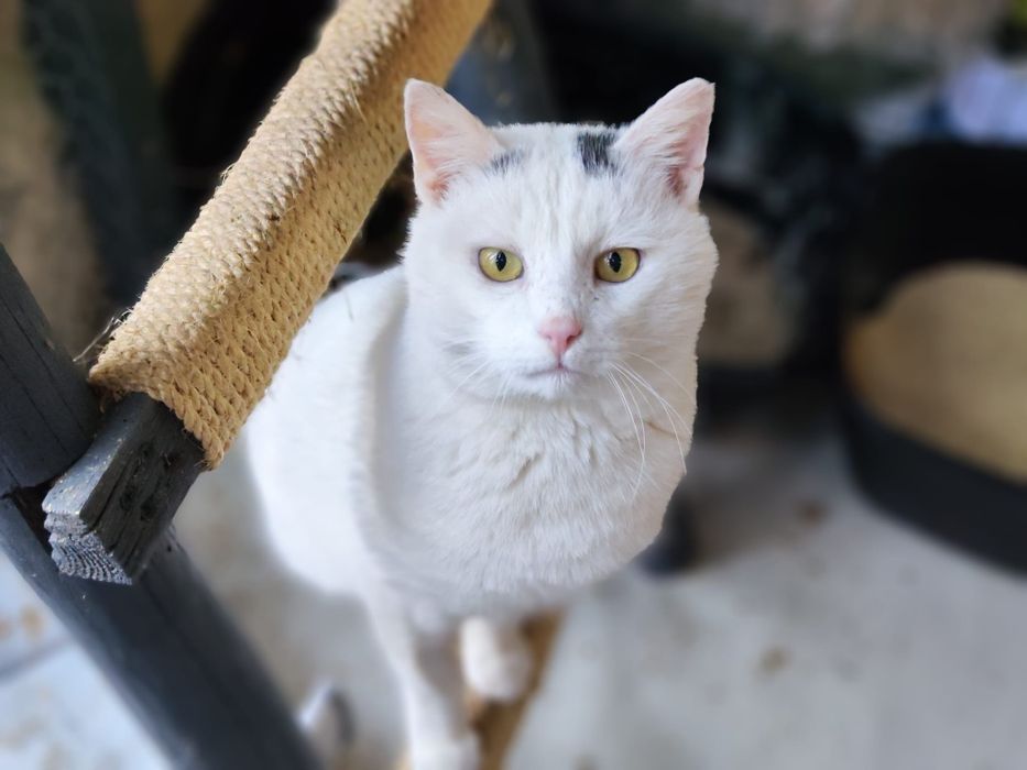 Yoko rozgląda się za domem