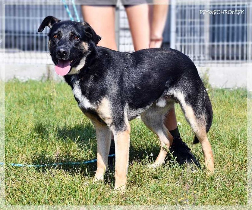 Wspaniały Marco szuka domu