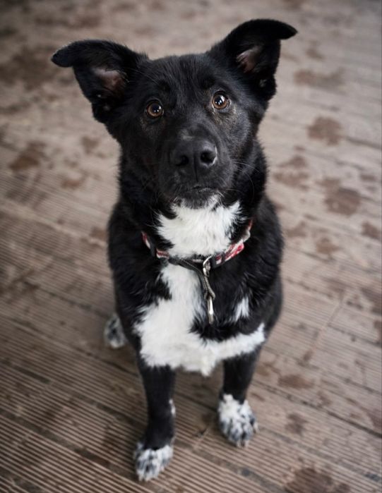 Cãozinho 1 ano para adoção responsável
