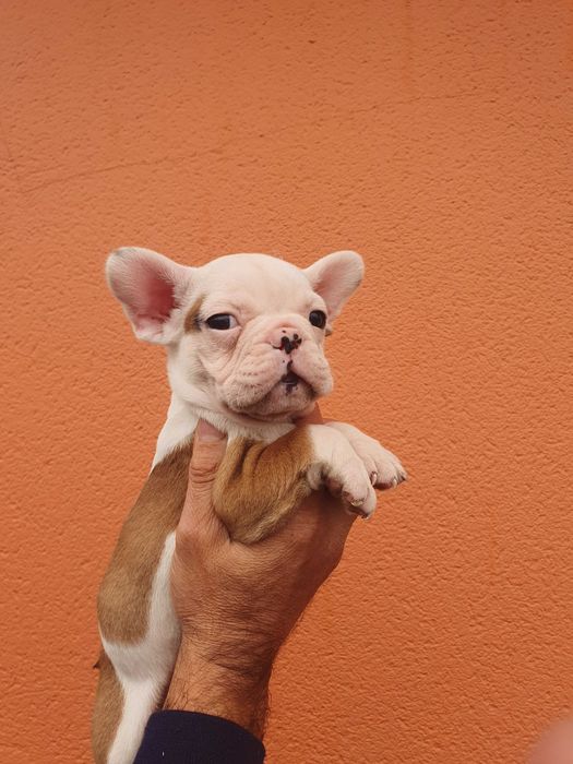 Venda bouledogue francês