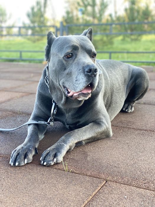 Вязка Кане-корсо