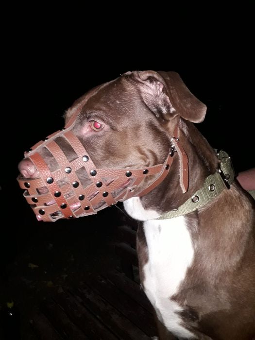 Продам щенков питбуля