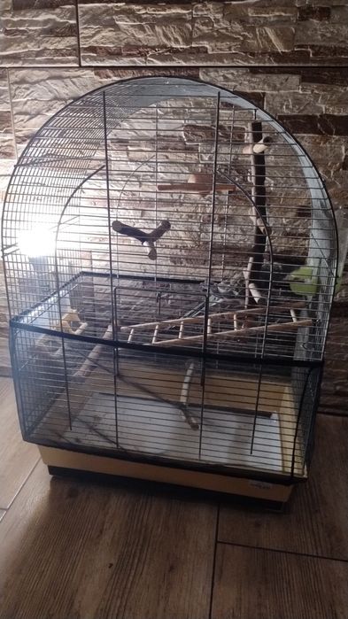 Sprzedam papugę domową