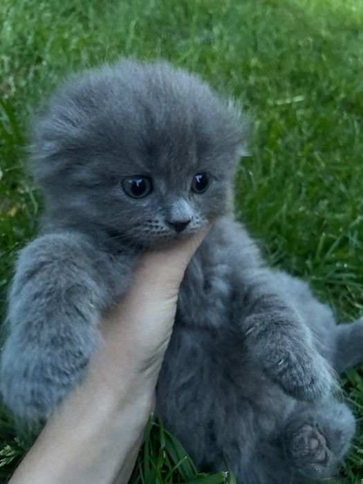 Продаж кошенят( 2 хлопчика)