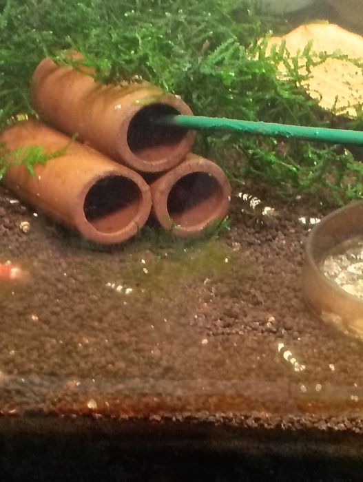 Camarões neocaridina/caridinas