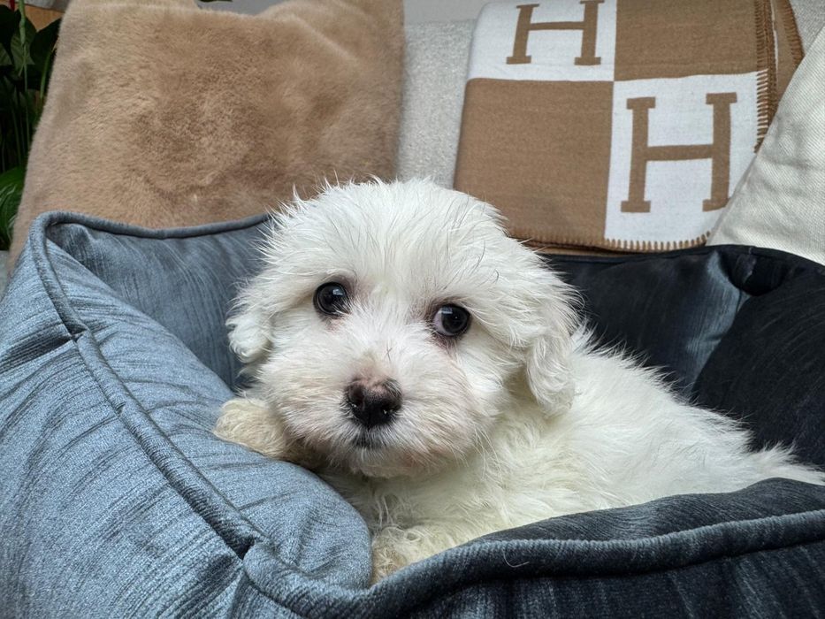 maltanczyk szczeniak